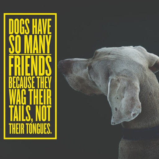 dogs-have-so-many-friends