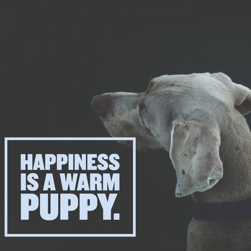 happiness-is-a-warm-puppy