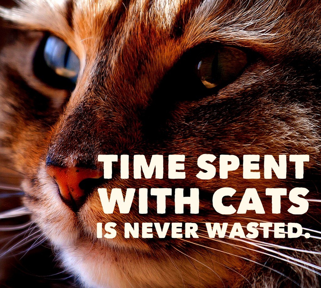 time-spent-with-cats-is-never-wasted-cat-quotes