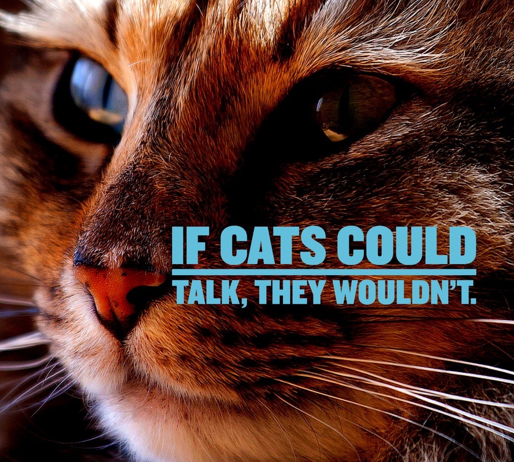 if-cats-could-talk-they-wouldnt-cat-quotes