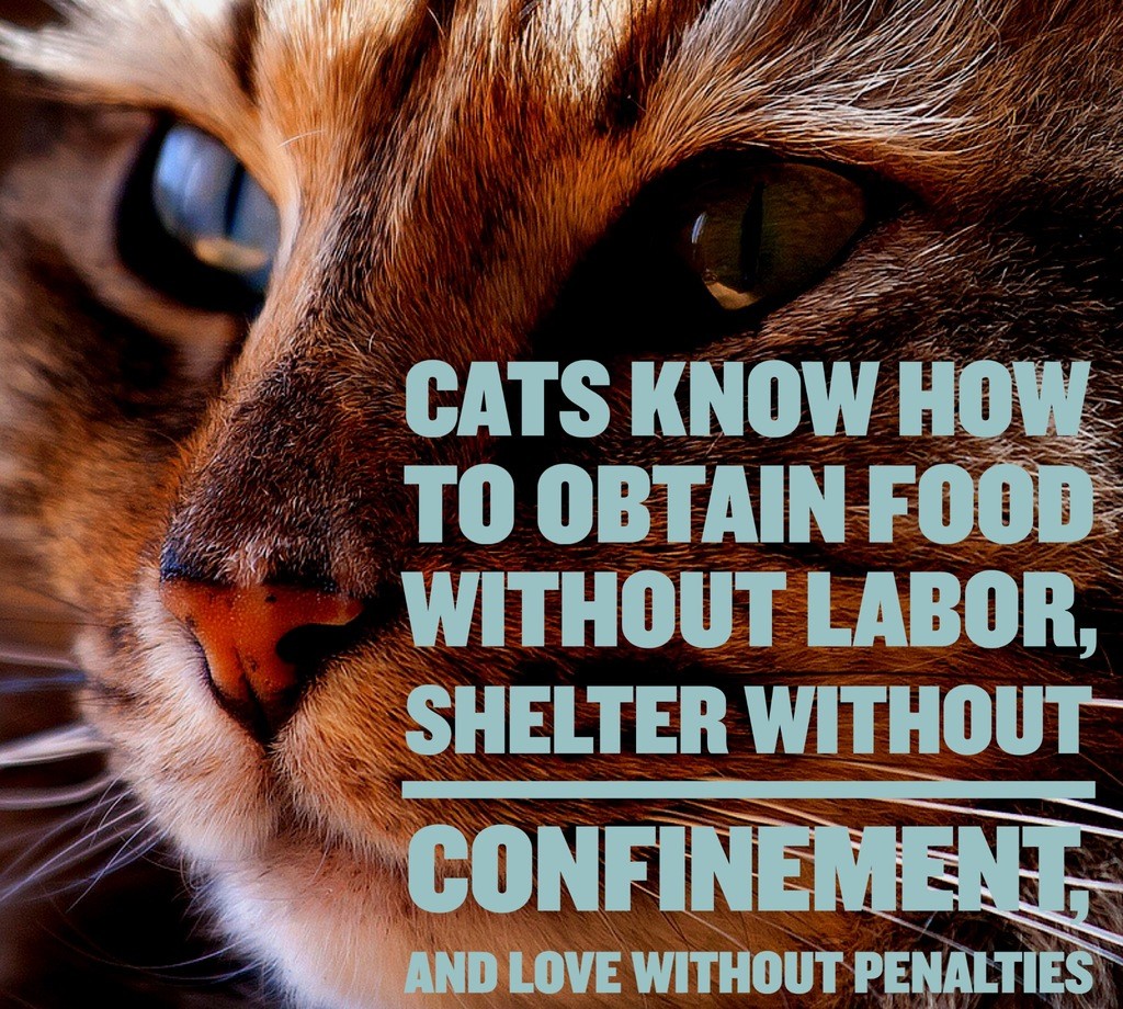 Cat Quotes 25 Sayings Only Cat Lovers will Understand