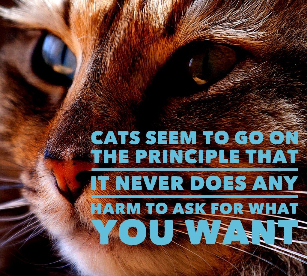 cats-seem-to-go-on-the-principle-cat-quotes