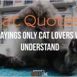 alt="cat quotes"