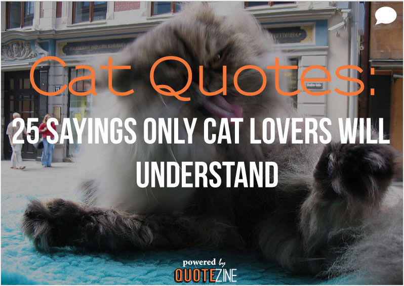 cute cat pictures with sayings